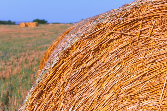 9 grunde til at du vil blive fan af hay