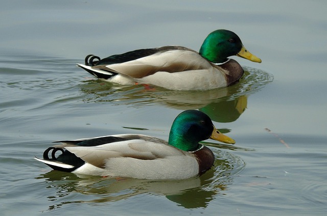 10 smarte tricks til at knække selv de sværeste krydsord